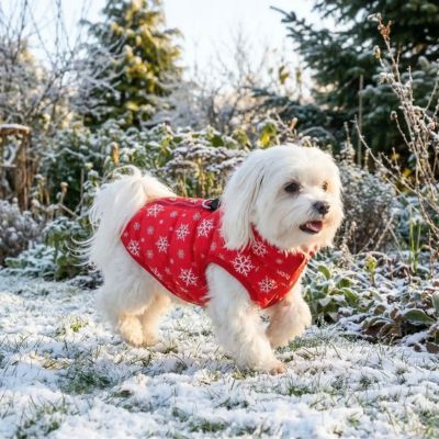 bichon court dans neige avec manteau pour chien