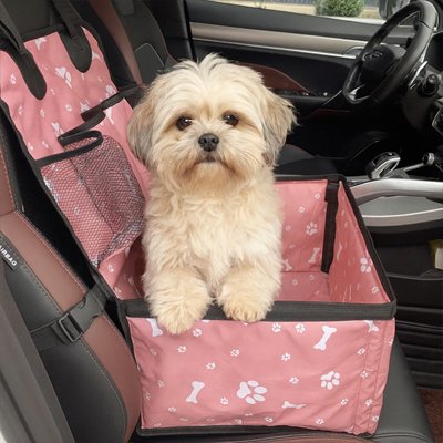 bichon dans siege auto chien