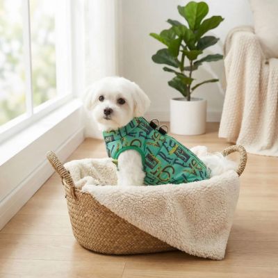 bichon dans son panier avec manteau pour chien vert