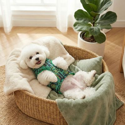 bichon dans son panier porte manteau pour chien vert
