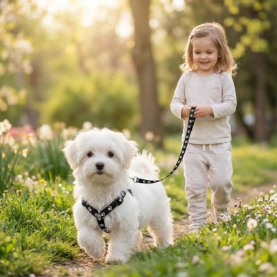 bichon en promenade porte harnais pour petit chien noir 
