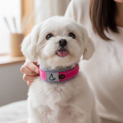 bichon porte collier chien rose neoprène