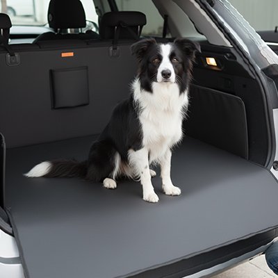 border collie assis dans coffre sur protection voiture chien