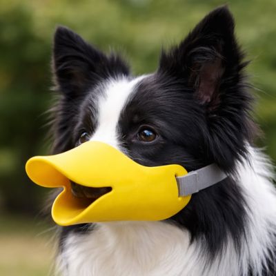 border collie avec muselière chien jaune