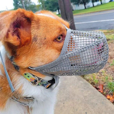 border collie avec muselière pour chien pvc grise