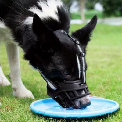 border collie boit avec museliere chien silicone