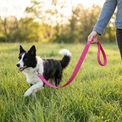 border collie marche dans herbe avec laisse pour chien rose