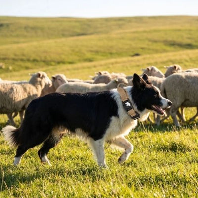 border collie porte collier gps chien surveille troupeau