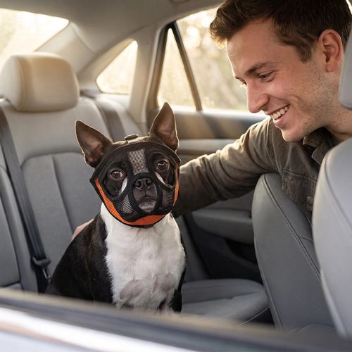 boston terrier porte muselière chien dans voiture