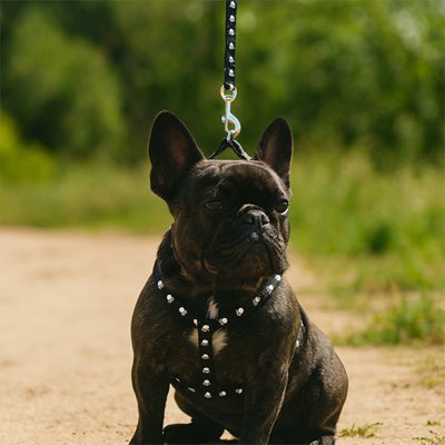 bouledogue assis avec harnais pour petit chien noir