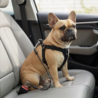bouledogue avec ceinture de sécurité pour chien noir