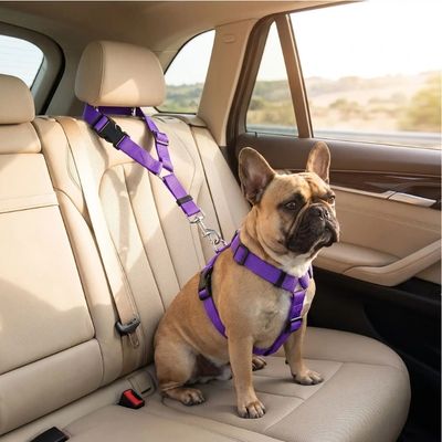 bouledogue avec ceinture de sécurité pour chien violet