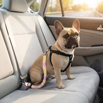 bouledogue avec ceinture de securite pour chien