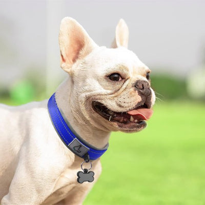 bouledogue avec collier chien bleu neoprène 