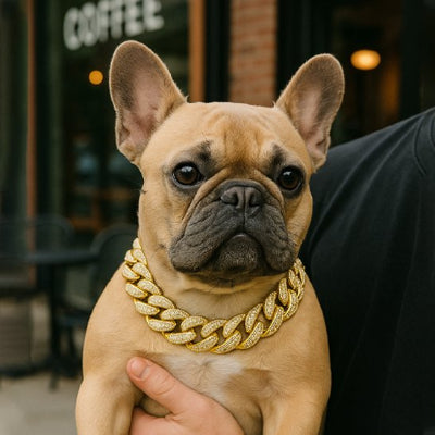 bouledogue avec collier pour chien bijoux