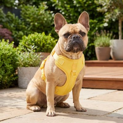 bouledogue porte harnais anti traction chien jaune