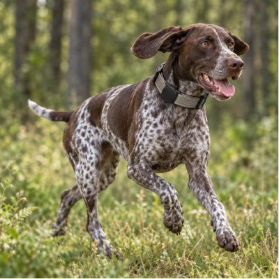 brack porte collier gps chien beige