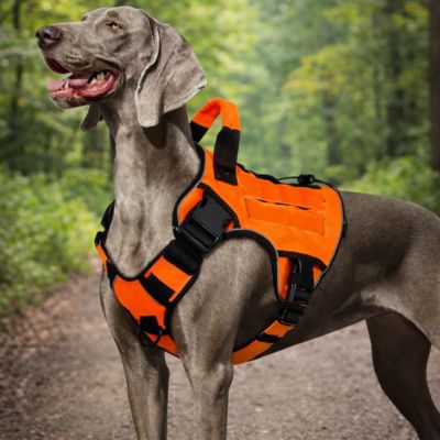 braque avec harnais chien anti traction orange