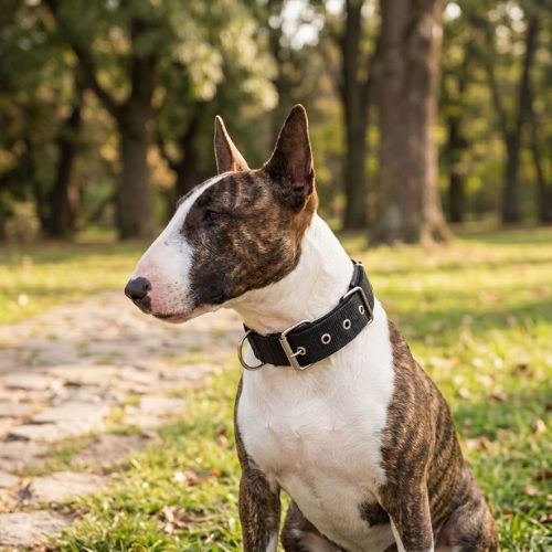 bull terrier porte collier chien noir
