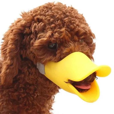caniche avec muselière chien