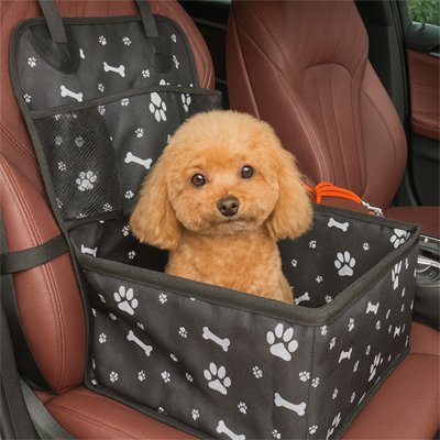 caniche dans siege auto chien noir
