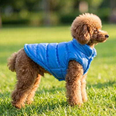 caniche porte doudoune chien bleu