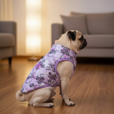 carlin assis de profil avec manteau pour chien mauve