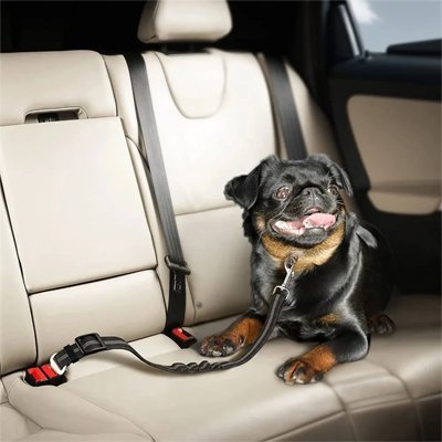 carlin avec ceinture de sécurité pour chien