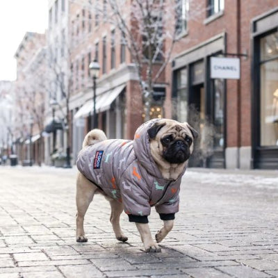 carlin en ville porte doudoune chien gris imprimé