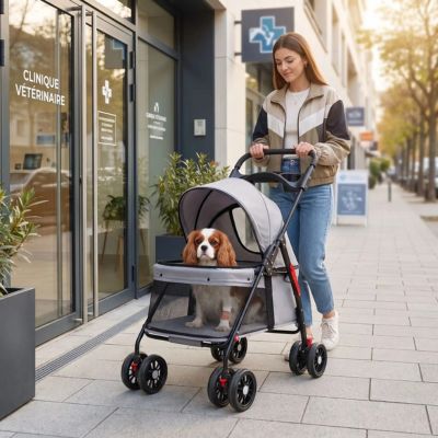 cavalier king charles blessé dans poussette pour chien
