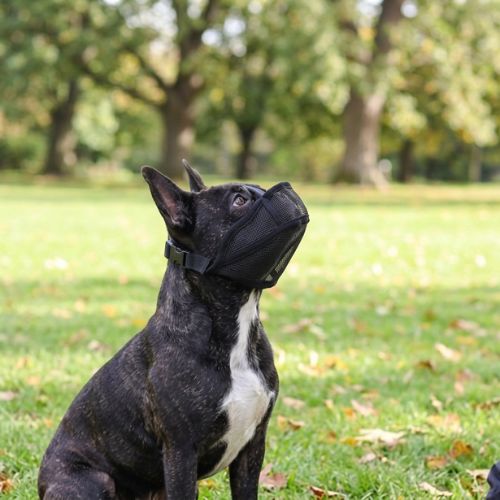 chien assis porte muselière bouledogue français noir