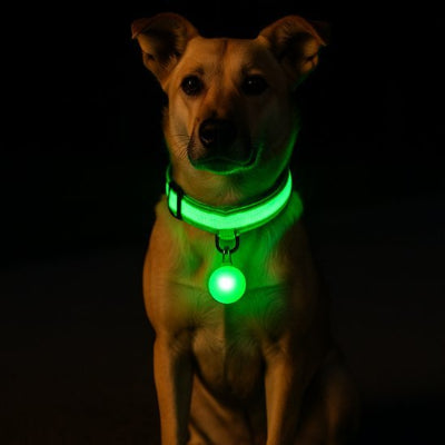chien avec collier lumineux pour chien vert