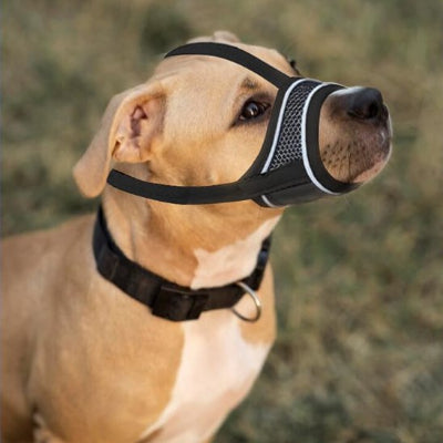 chien beige avec muselière pour chien noir