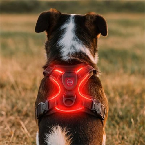 chien de dos avec harnais lumineux chien  rouge