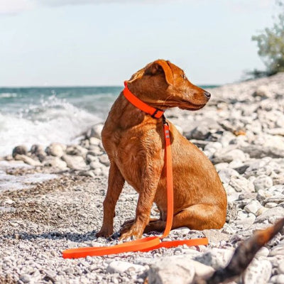 chien sur plage avec laisse de dressage pour chien orange