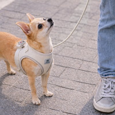chihuahua avec harnais chiot beige