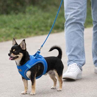 chihuahua porte harnais chiot bleu