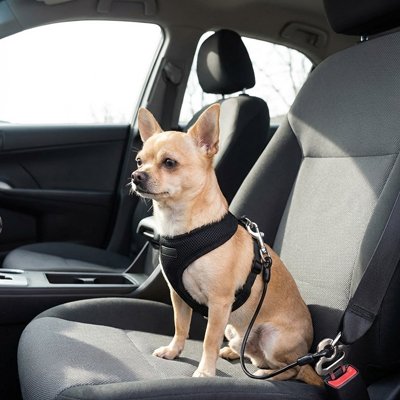 chiwawa avec ceinture de sécurité pour chien noir