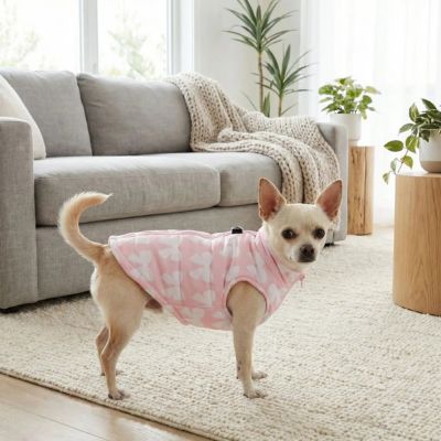 chiwawa dans salon porte manteau pour chien rose