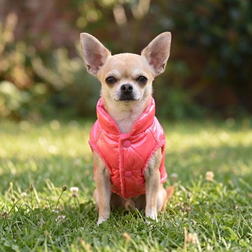 chiwawa porte doudoune chien rose