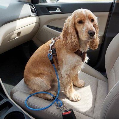 cocker avec ceinture de sécurité pour chien bleu