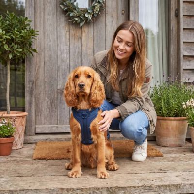 cocker calme avec harnais anti traction chien bleu