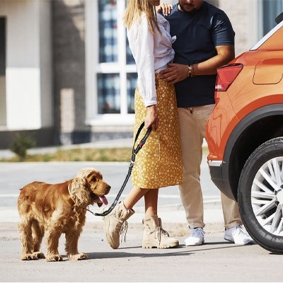 cocker en balade avec ceinture de sécurité pour chien