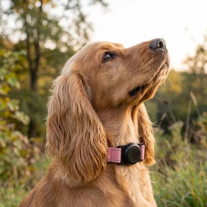 cocker golden porte collier gps chien