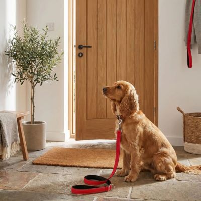 cocker prêt à partir avec laisse pour chien