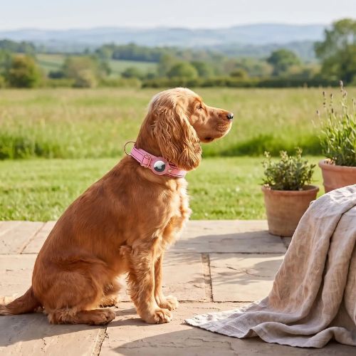 coker sur terrasse porte collier gps chien rose