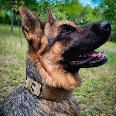 collier tactique chien kaki