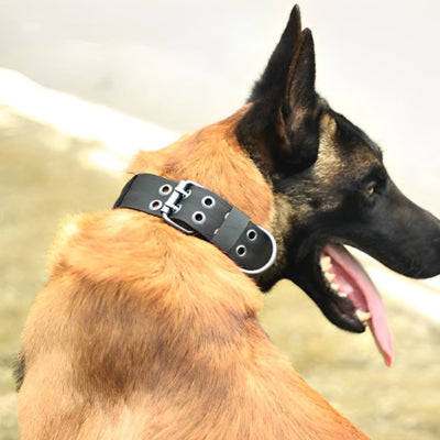 collier tactique chien noir
