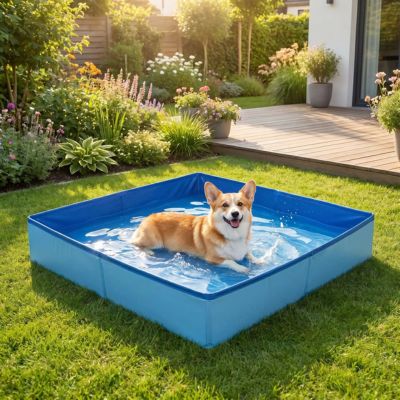 corgi allongé dans piscine pour chien