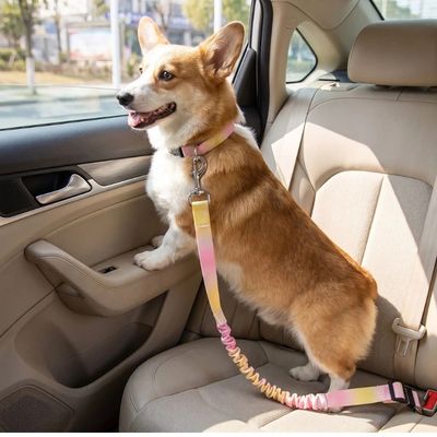 corgi attaché avec ceinture de sécurité pour chien